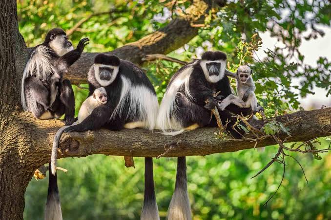Birdwatcher's Paradise: Lake Manyara & Arusha National Park