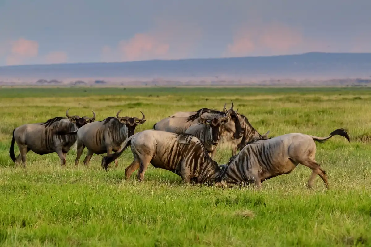 Classic Serengeti Safari