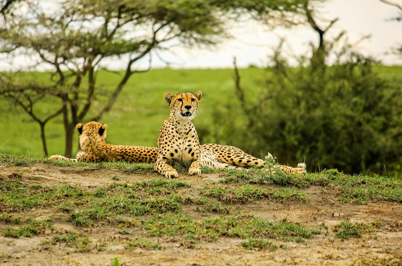Ngorongoro & Serengeti Discover Safari