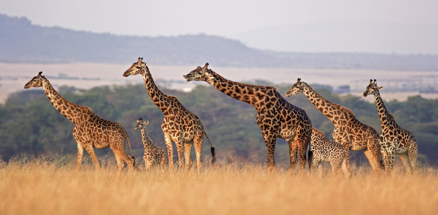 Ultimate Northern Circuit Safari