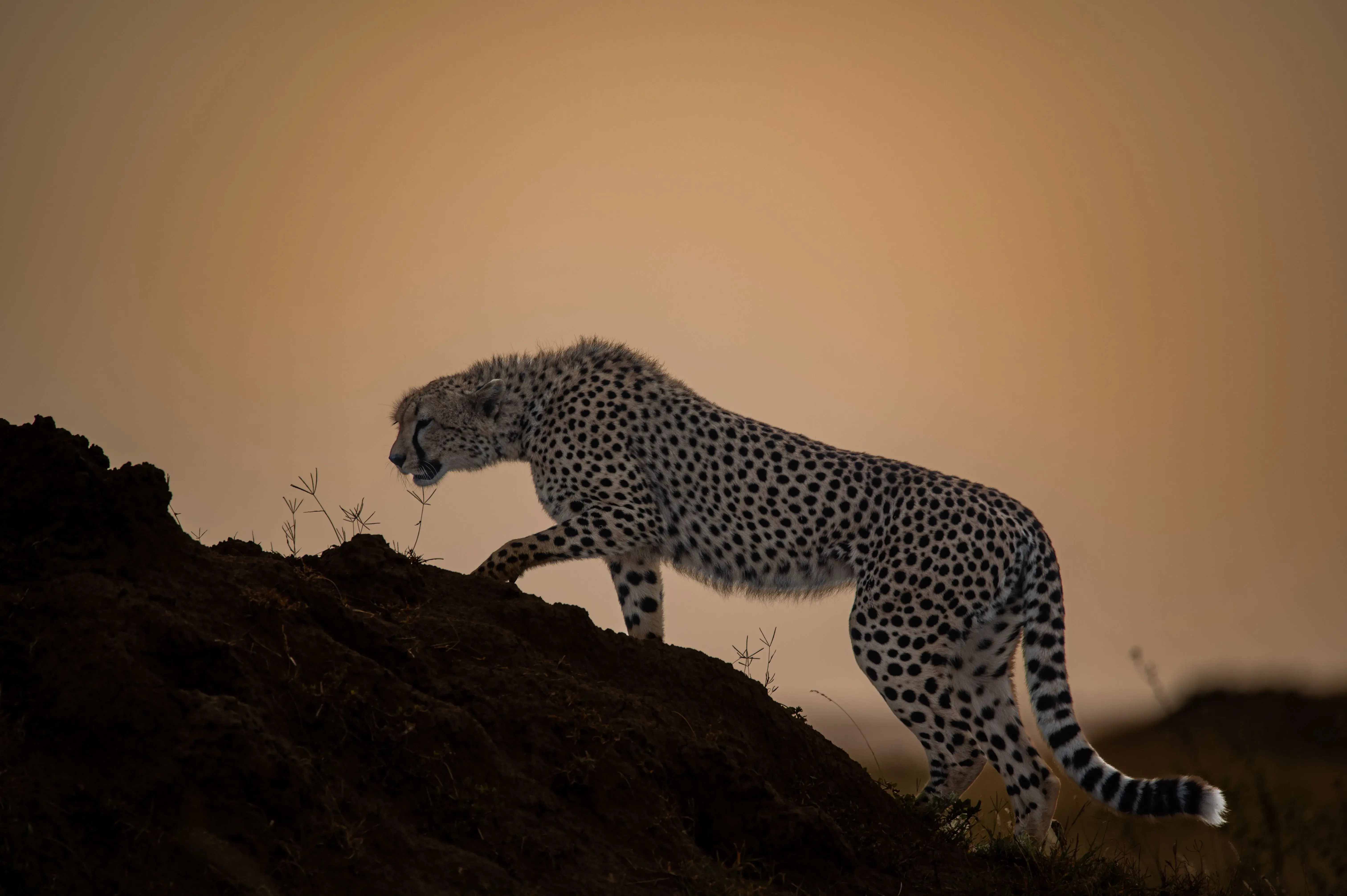 Culture & Wilderness Plus Safari