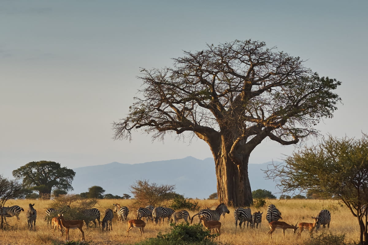 Tarangire, Manyara & Serengeti Combo Safari