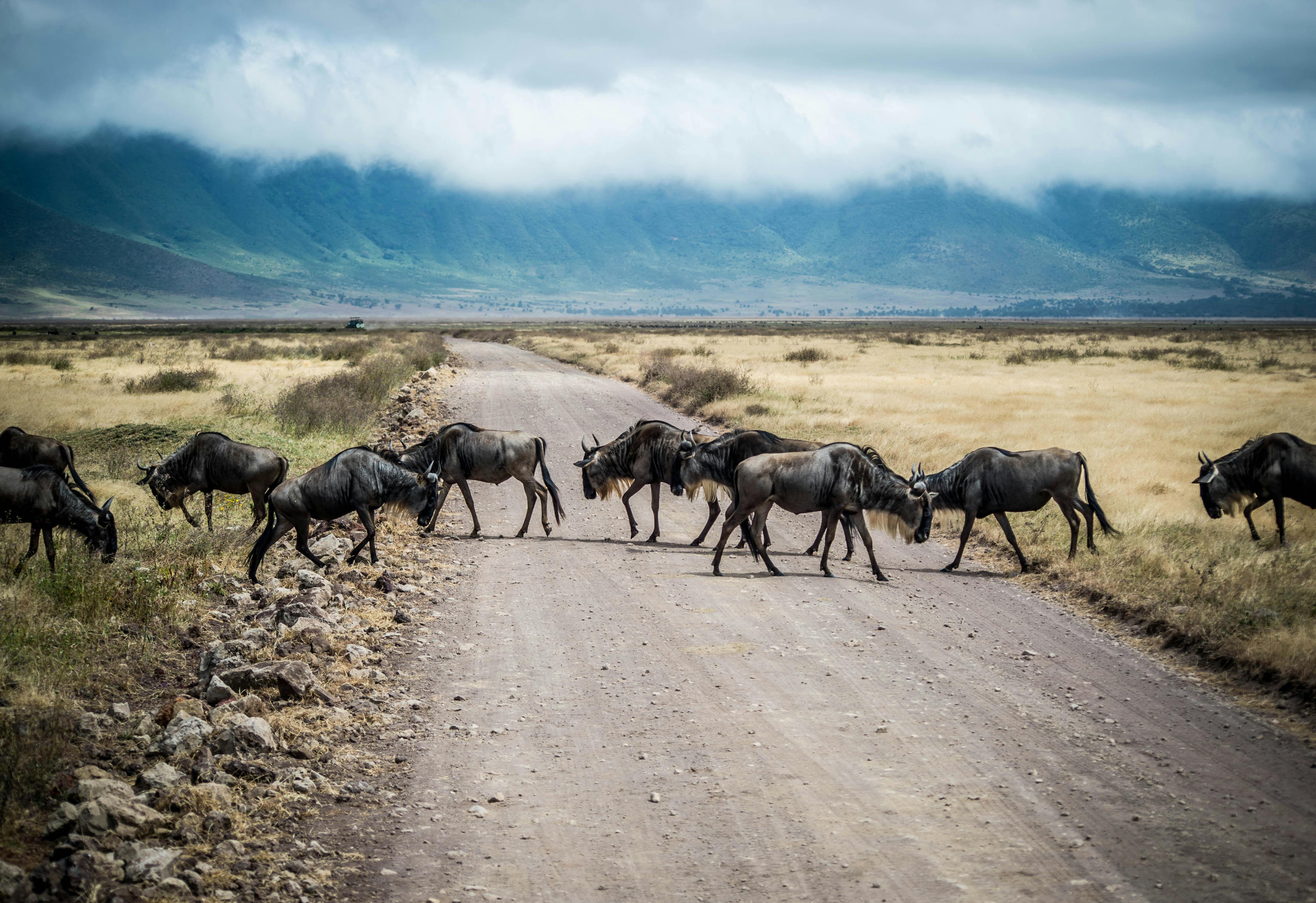 Ngorongoro Crater Private Day Trip (3 pax)