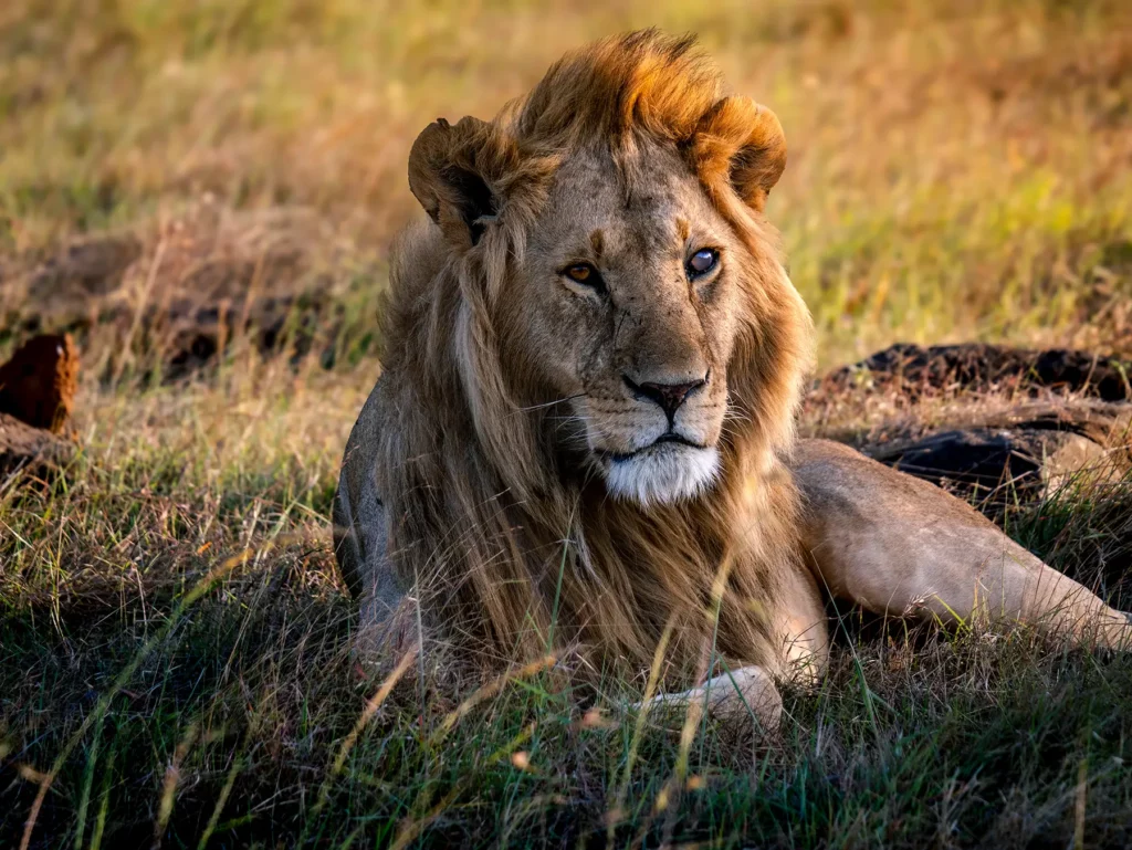 Safari guide on the Serengeti plains