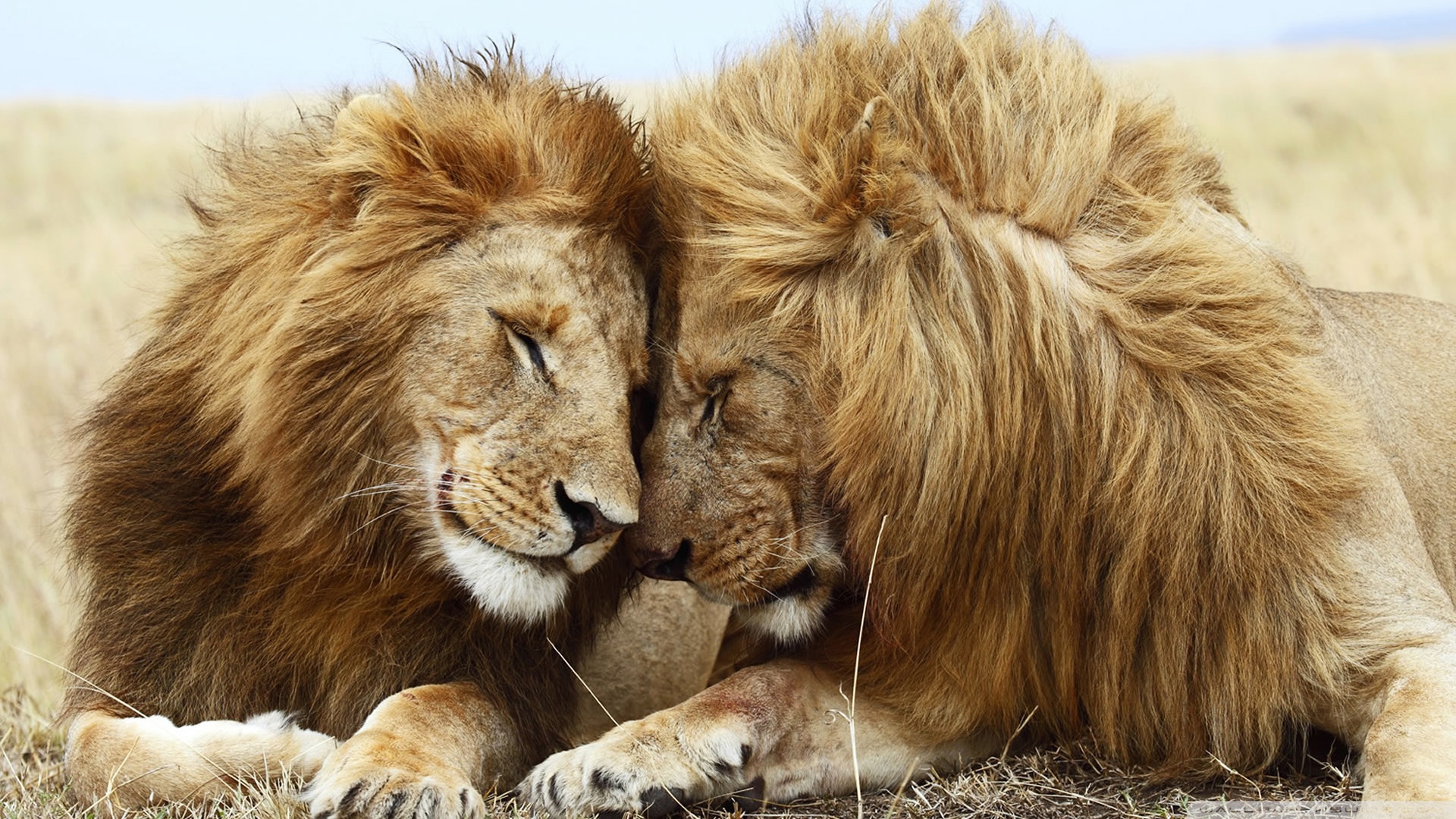 Safari experience